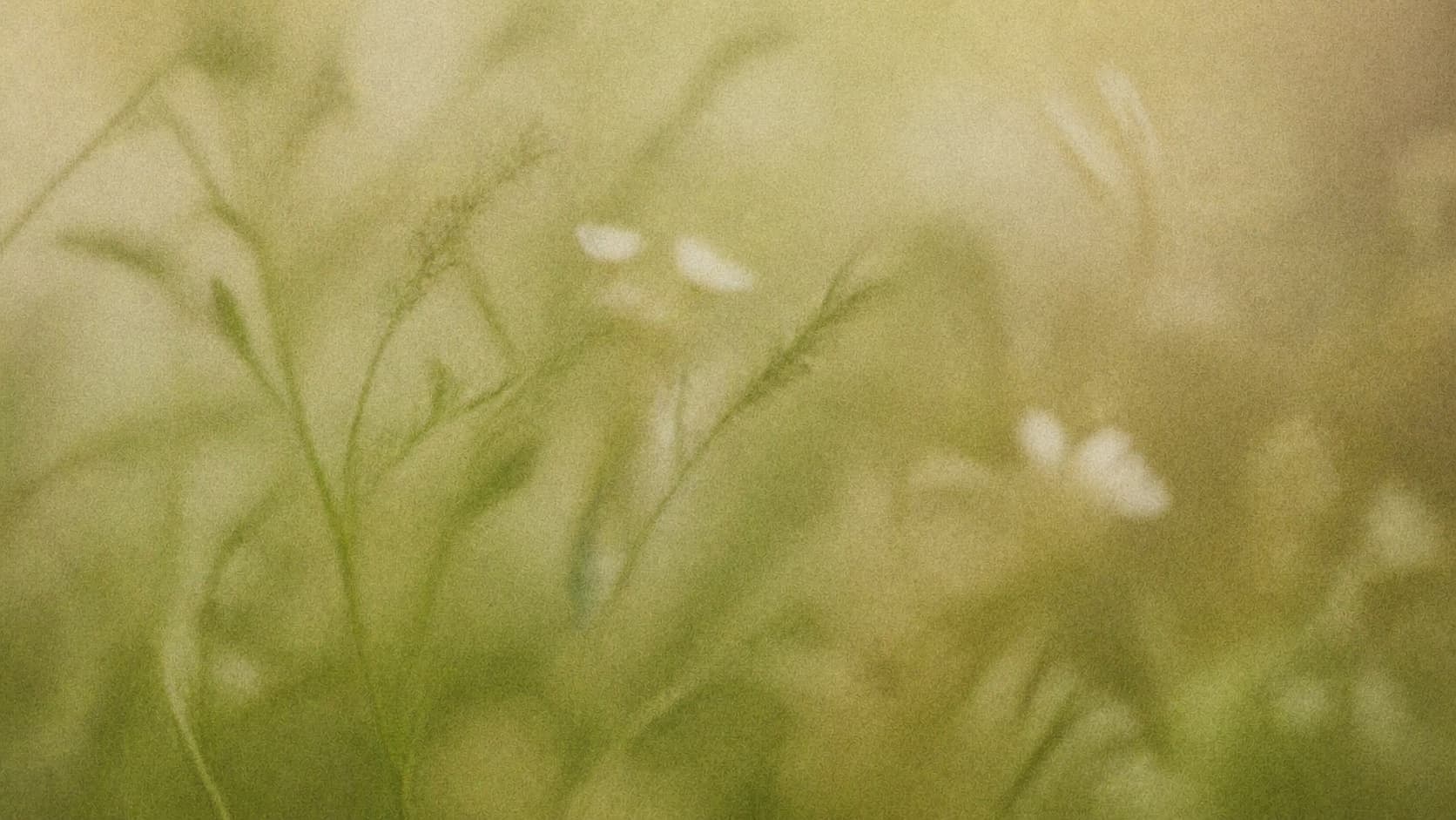 Pale wildflowers among tall grasses, held in soft green light with an analogue grain.